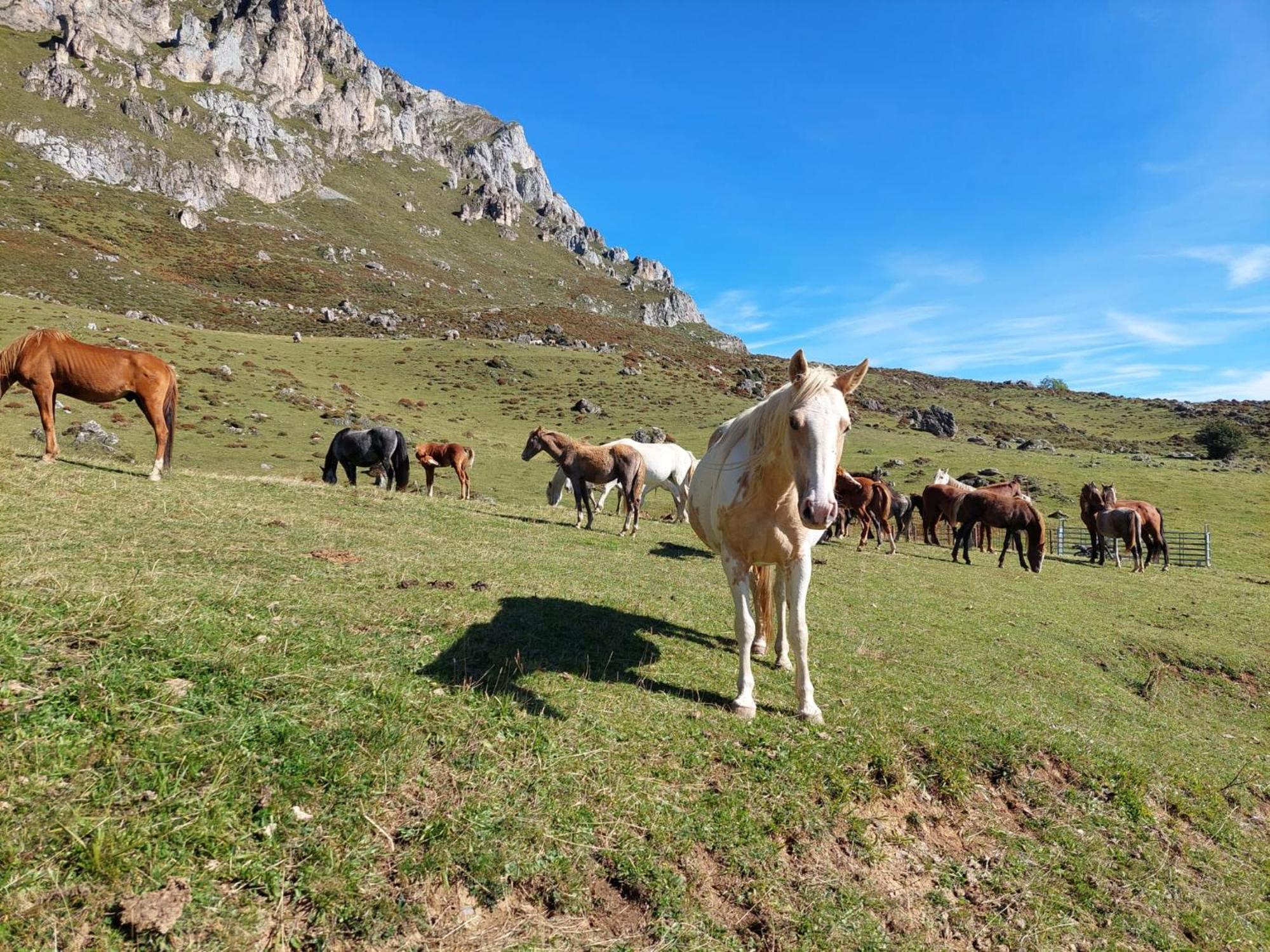 Hosteria Picos De Europa ポテス エクステリア 写真